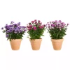 Asters Novi Belgii 11 cm