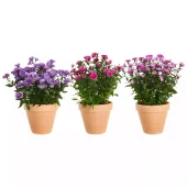Asters Novi Belgii 11 cm