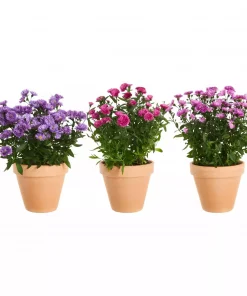 Asters Novi Belgii 11 cm