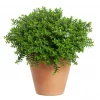 Hebe Greenboys 17 cm