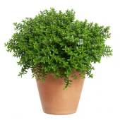 Hebe Greenboys 17 cm