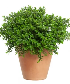 Hebe Greenboys 17 cm