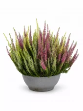 Calluna - Lyng Garden Girls Trio 23 cm skål