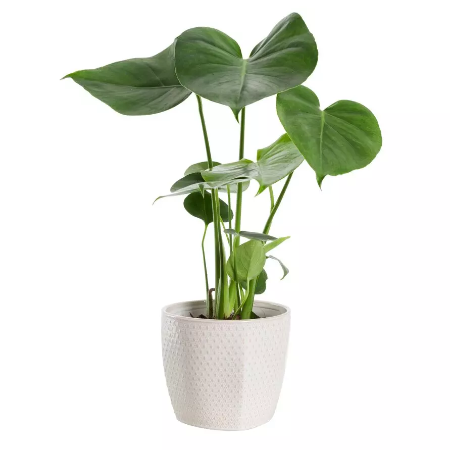Monstera - Vindusblad mini
