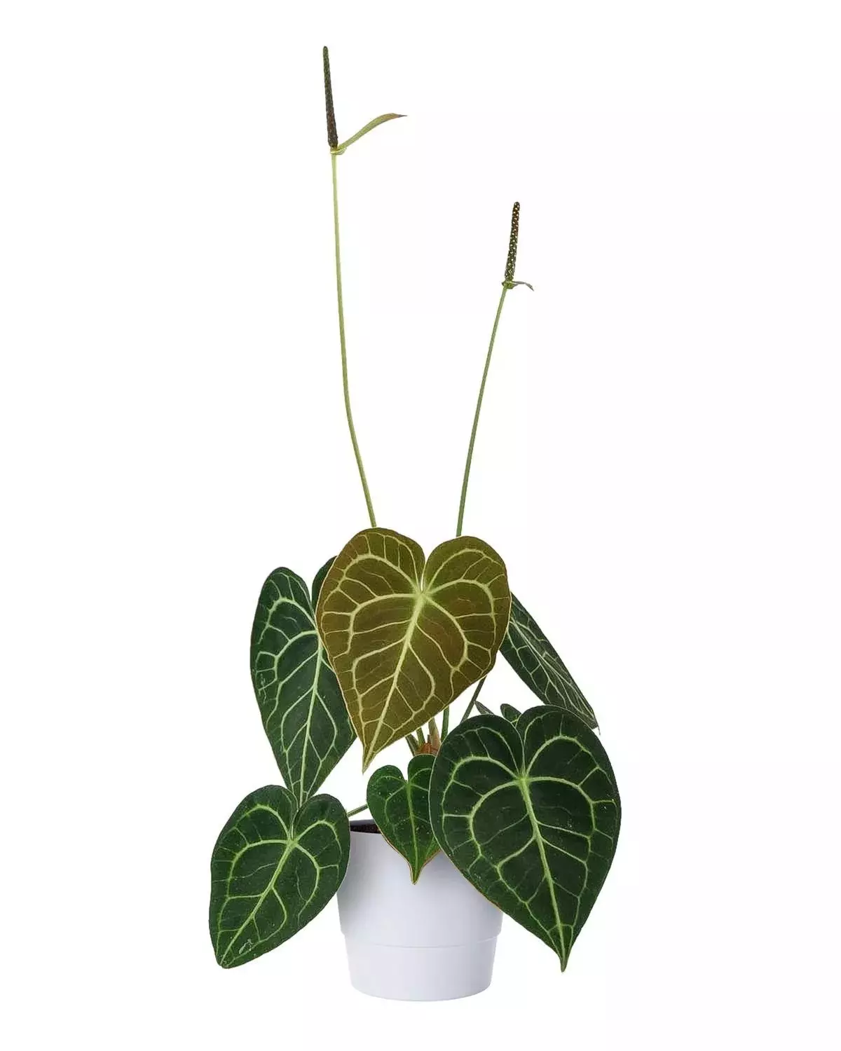 Anthurium Clarinervium 12 cm