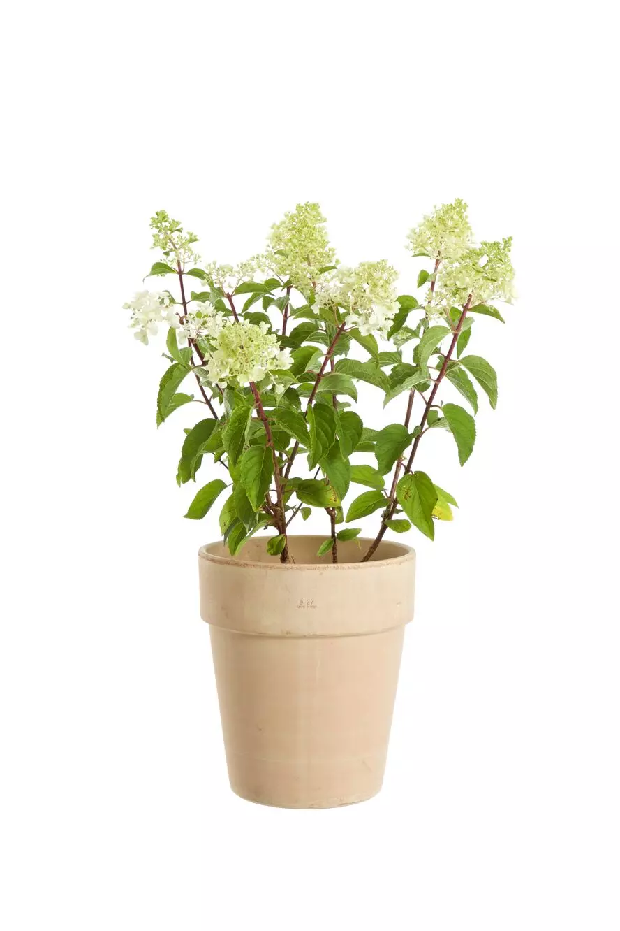 Hydrangea paniculata - Syrinhortensia 21 cm
