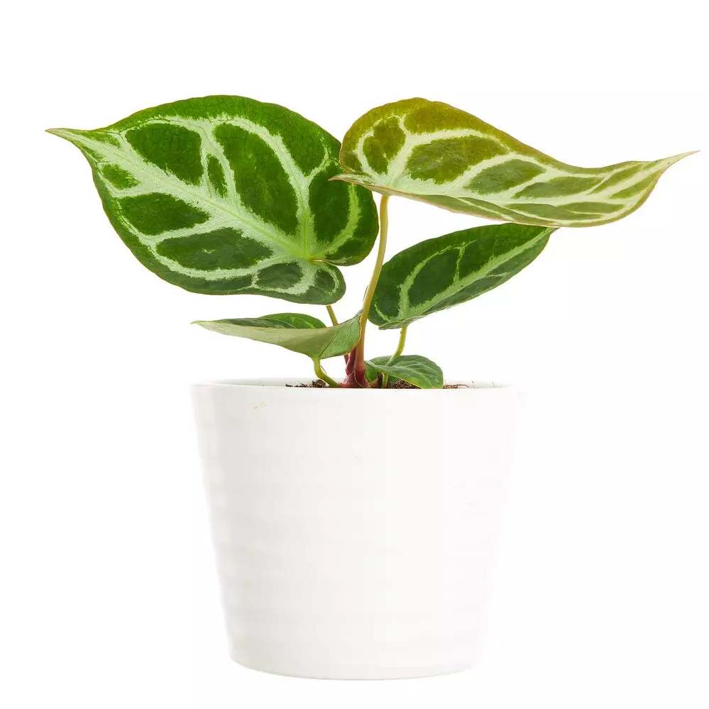 Anthurium 'Silver Blush' mini