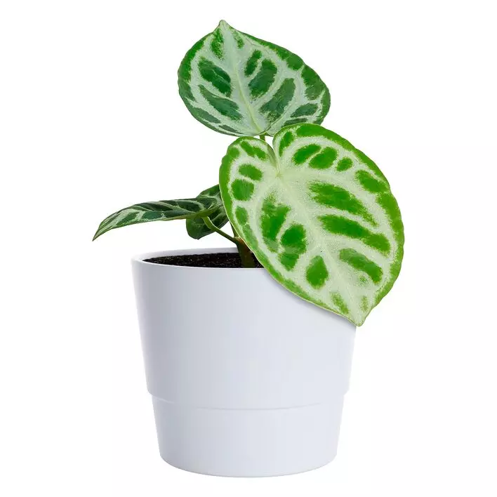 Anthurium Silver Blush 12 cm