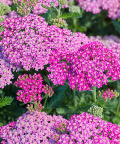 Achillea millefolium - Ryllik 'Milly Rock Rose' 11 cm