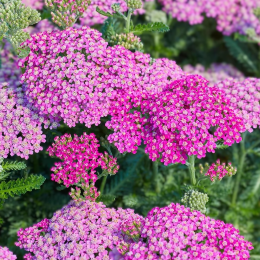 Achillea millefolium - Ryllik 'Milly Rock Rose' 11 cm