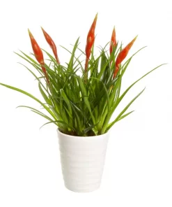 Vriesea - Gitterblad 'Astrid' 12 cm