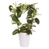 Stephanotis - Duftranke 17 cm