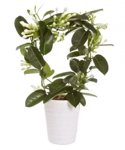 Stephanotis - Duftranke 17 cm