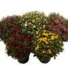 Krysanthemum Friland 19 cm