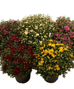 Krysanthemum Friland 19 cm