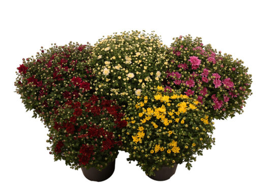 Krysanthemum Friland 19 cm