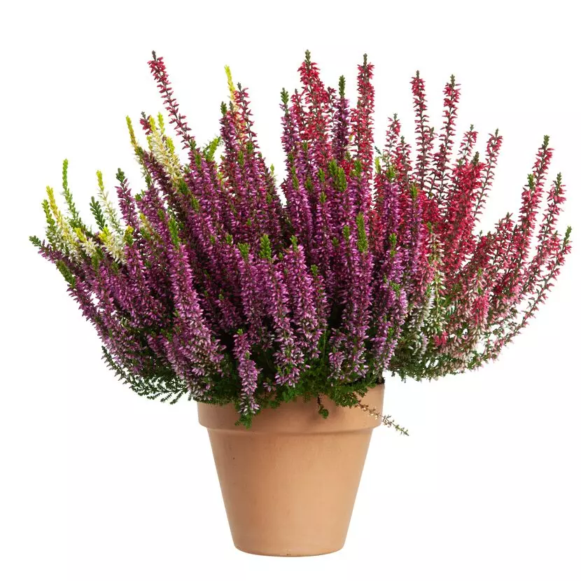 Calluna - Lyng Garden Girls 17 cm Trio