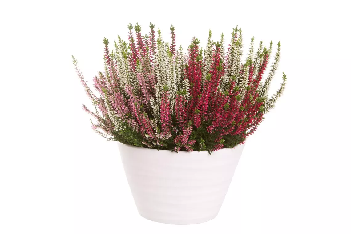 Calluna - Lyng Garden Girls Trio 23 cm skål