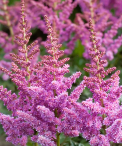 Astilbe - Japanspir 17 cm