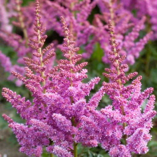 Astilbe - Japanspir 17 cm