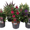 Buddleia Candy - Sommerfuglbusk 17 cm