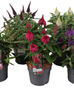 Buddleia Candy - Sommerfuglbusk 17 cm