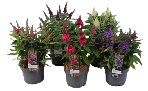 Buddleia Candy - Sommerfuglbusk 17 cm