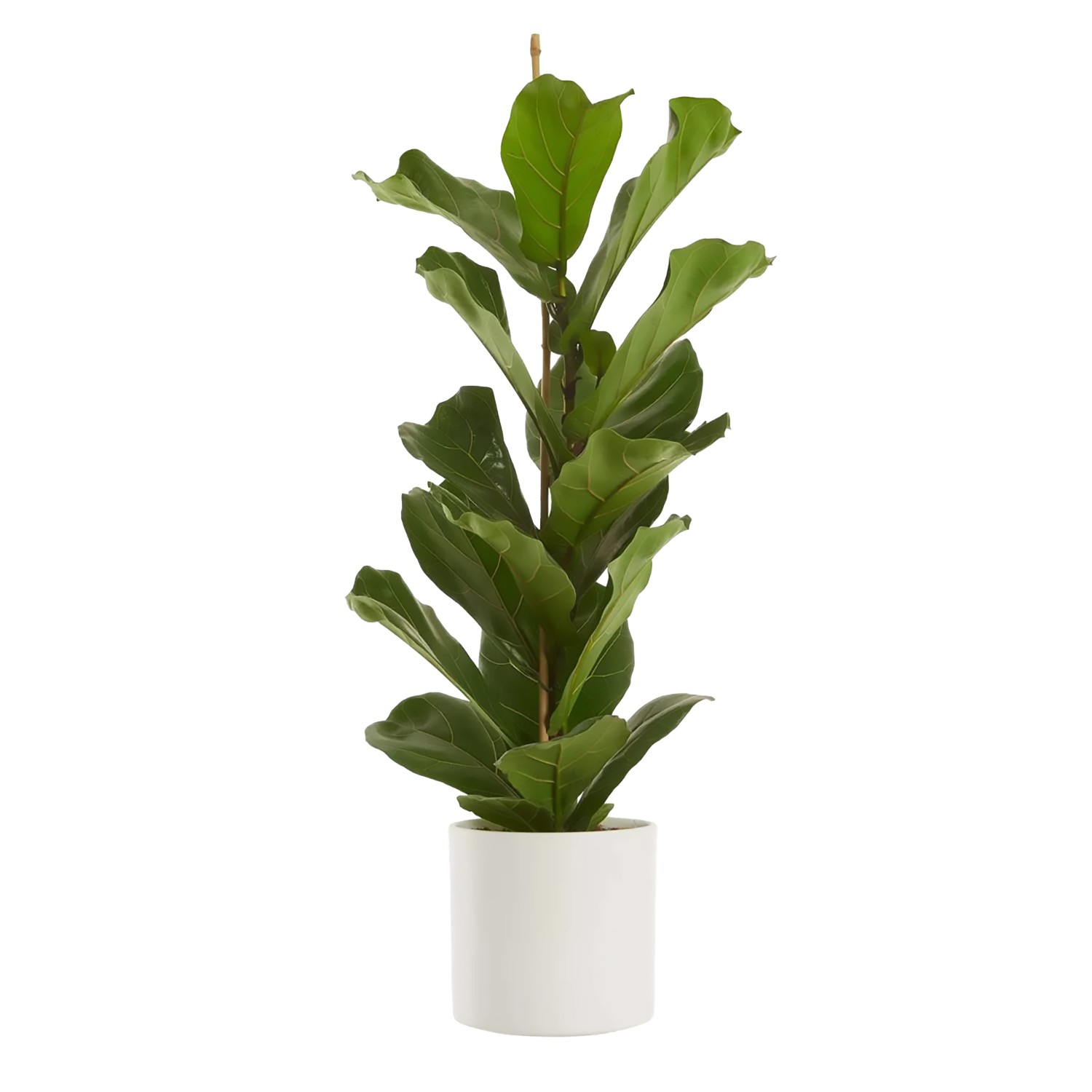 Ficus Lyrata - Fiolinfiken 21 cm