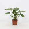 Homalomena 12 cm
