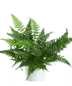 Polystichum tsus-simense 12 cm