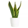 Sanseveria - Svigermorstunge 15 cm