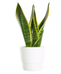 Sanseveria - Svigermorstunge 15 cm