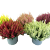 Calluna - Lyng Garden Girls 23 cm