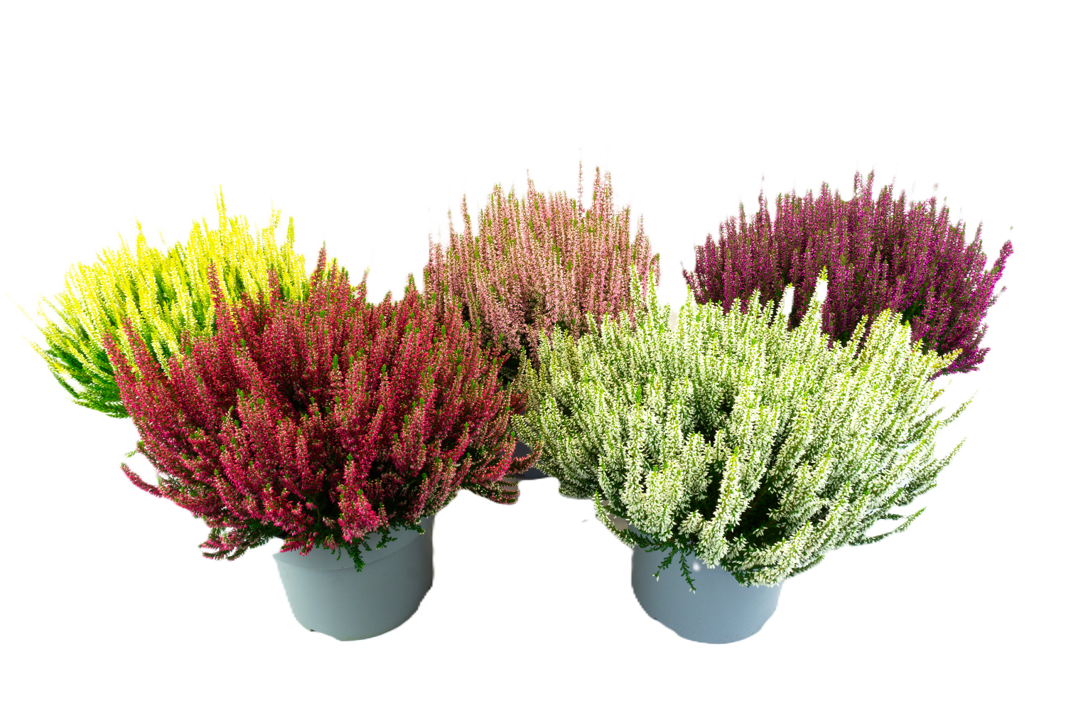 Calluna - Lyng Garden Girls 23 cm