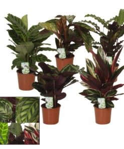 Calathea - Fisekbensplante 14 cm