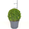 Buxus Sempervirens - Europabuksbom 23 cm Ø30