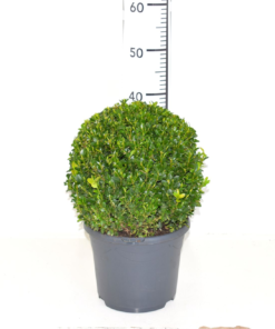 Buxus Sempervirens - Europabuksbom 23 cm Ø30