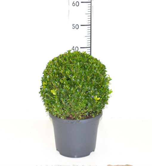 Buxus Sempervirens - Europabuksbom 23 cm Ø30