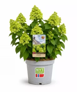 Hydrangea paniculata - Syrinhortensia 21 cm