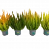 Calluna - Lyng Skyline 11 cm