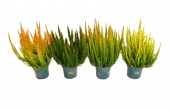 Calluna - Lyng Skyline 11 cm