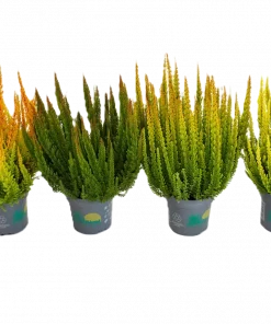 Calluna - Lyng Skyline 11 cm