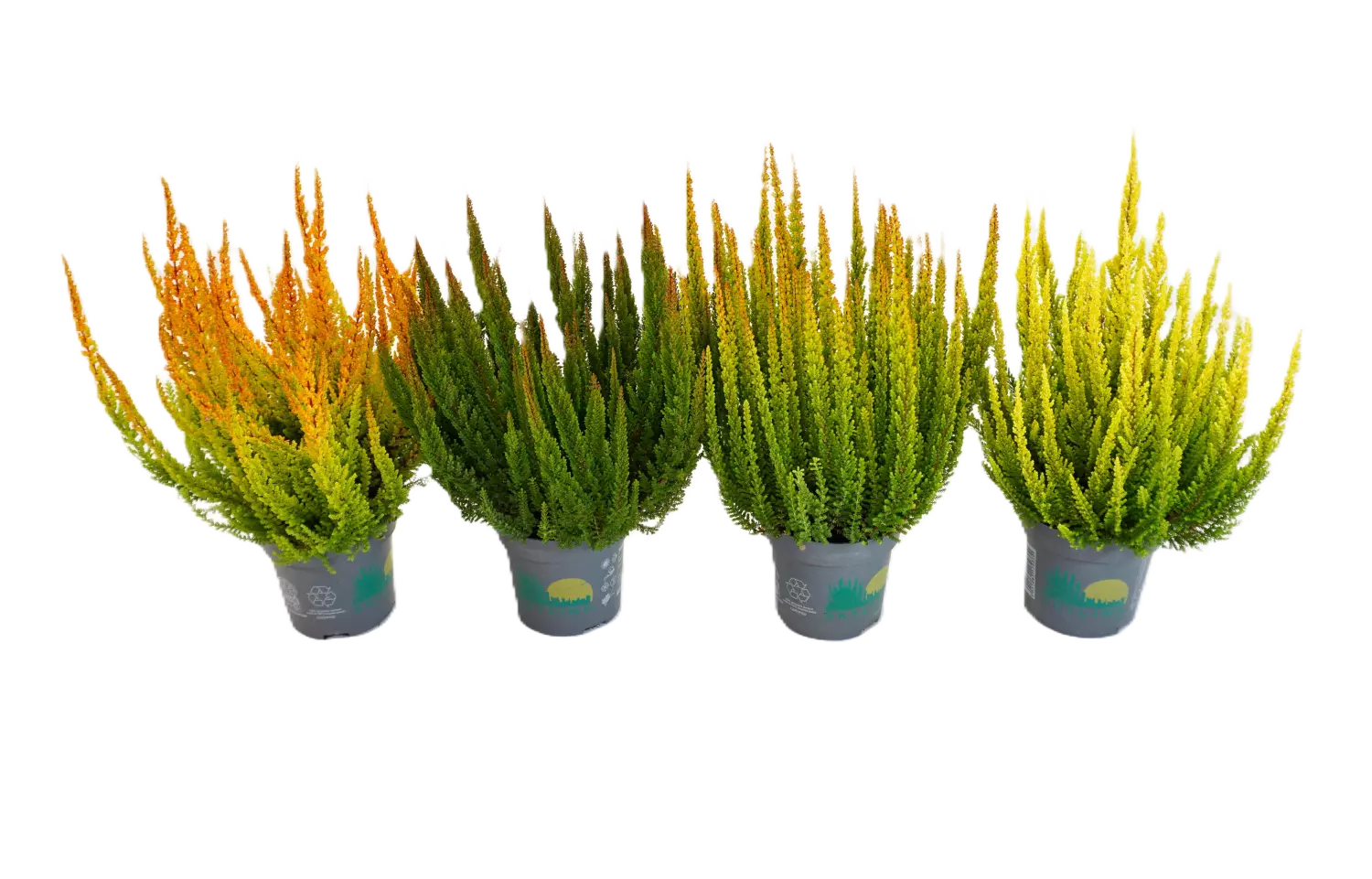 Calluna - Lyng Skyline 11 cm