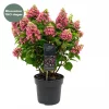 Hydrangea paniculata - Syrinhortensia 'Living Infinity' 23 cm