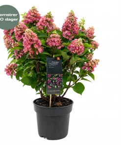 Hydrangea paniculata - Syrinhortensia 'Living Infinity' 23 cm