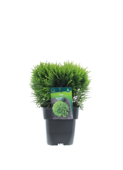 Juniperus squamata Blue Carpet - Himalayeiner 17 cm