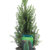 Picea Glauca Perfecta - Keglegran 17 cm