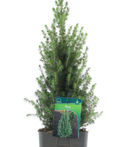 Picea Glauca Perfecta - Keglegran 17 cm