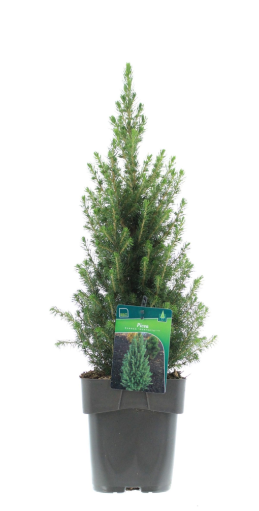 Picea Glauca Perfecta - Keglegran 17 cm