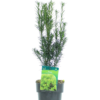 Taxus Hilliii - Hybridbarlind 17 cm